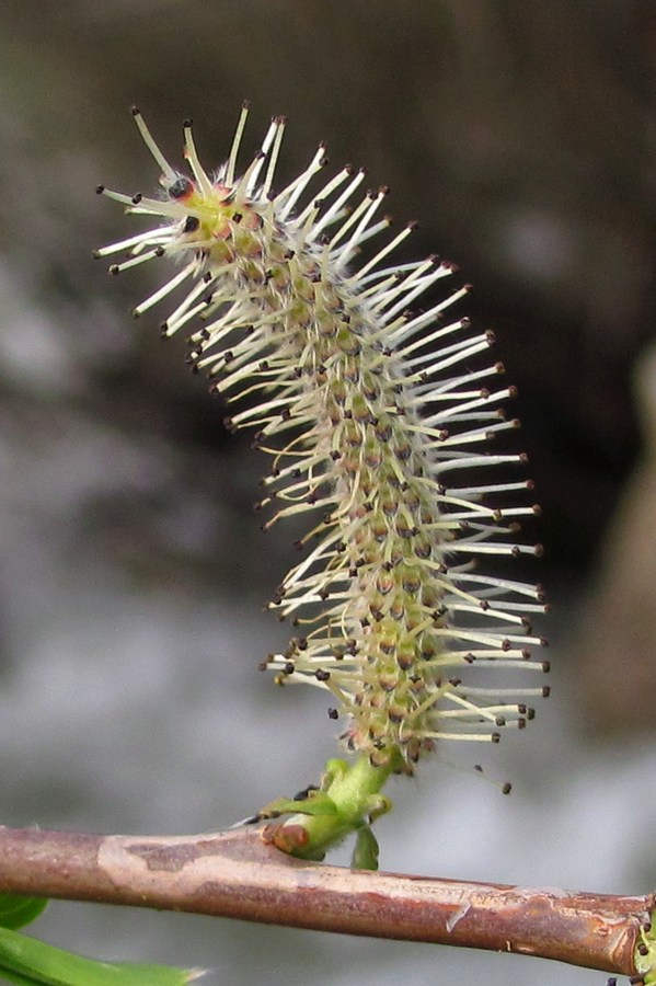 Image of Salix purpurea specimen.