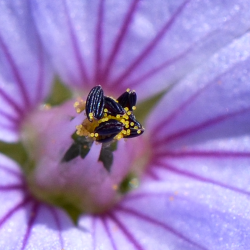 Image of Erodium gruinum specimen.