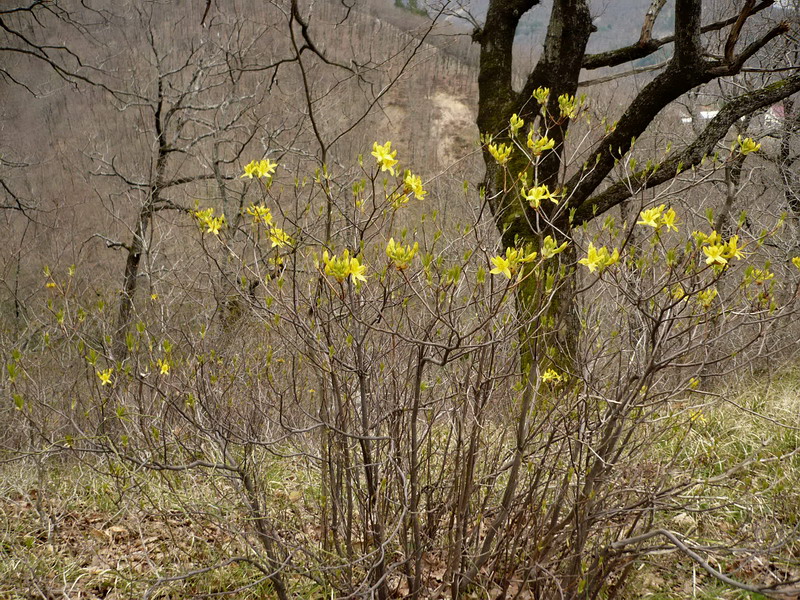 Image of Rhododendron luteum specimen.