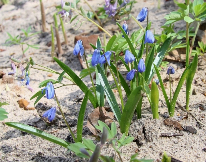 Изображение особи Scilla siberica.