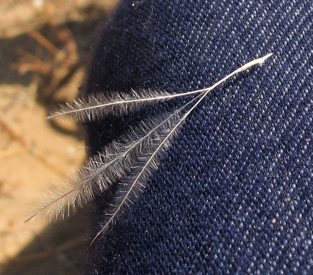 Image of Stipagrostis lanata specimen.