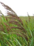 Phragmites australis