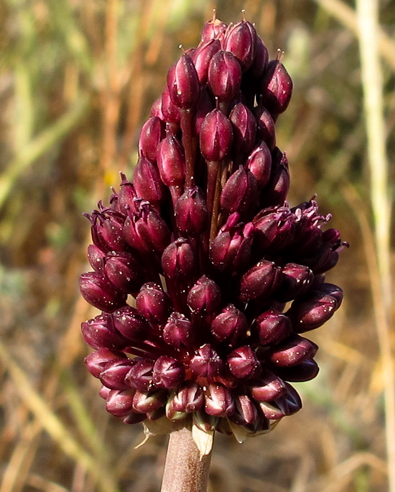 Image of Allium curtum specimen.