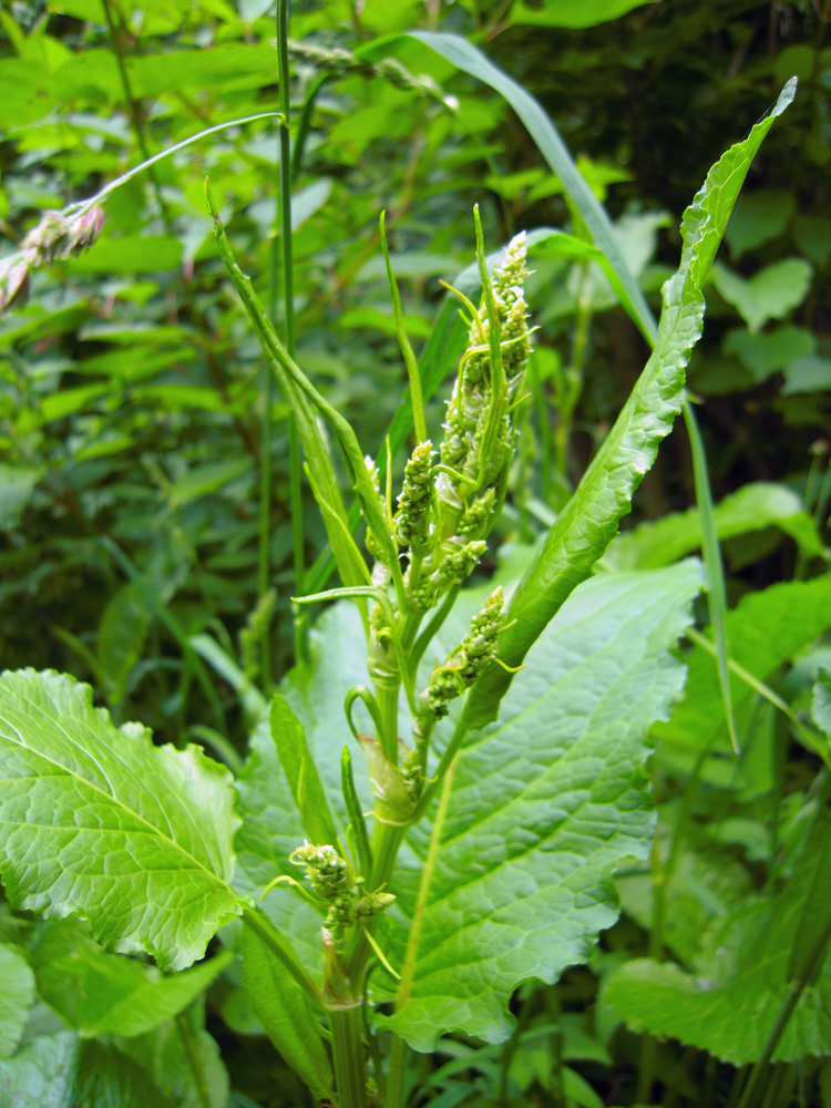 Image of Rumex obtusifolius specimen.