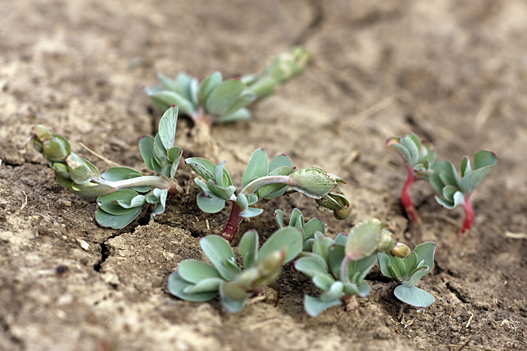 Image of genus Corydalis specimen.