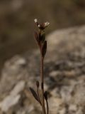 Arabidopsis thaliana. Верхушка растения с соцветиями (высота растения 4-7 см). Башкирия, Стерлитамакский р-н, гора Куштау. 17.04.2009.