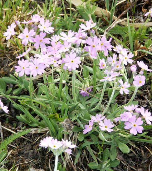 Изображение особи Primula longiscapa.