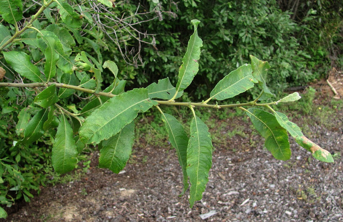 Image of Salix cinerea specimen.