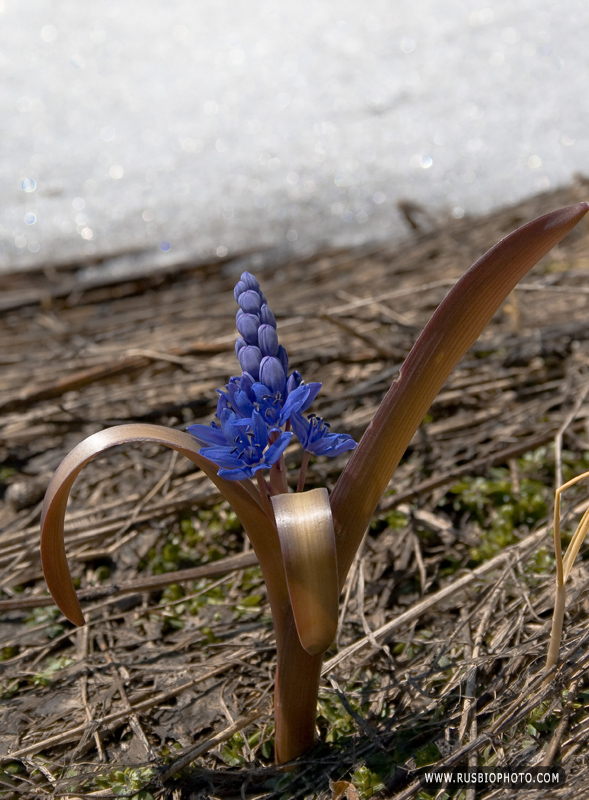 Image of Scilla bifolia specimen.