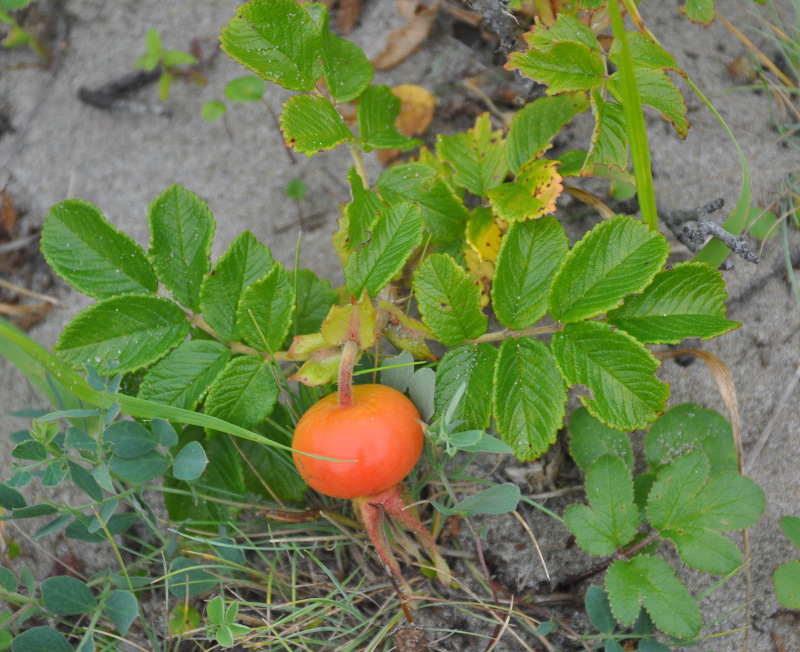 Image of Rosa rugosa specimen.