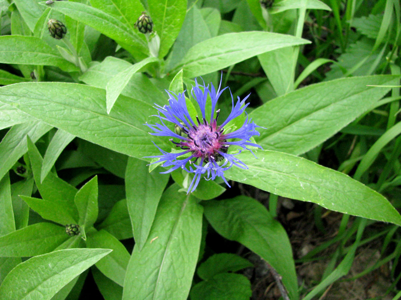 Изображение особи Centaurea montana.