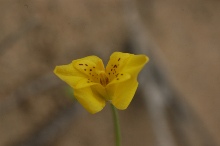 Image of Hypecoum parviflorum specimen.