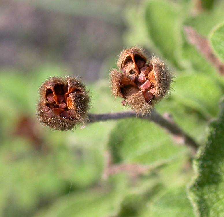 Image of Cistus &times; incanus specimen.