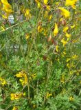 Corydalis sibirica