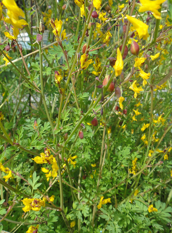 Image of Corydalis sibirica specimen.