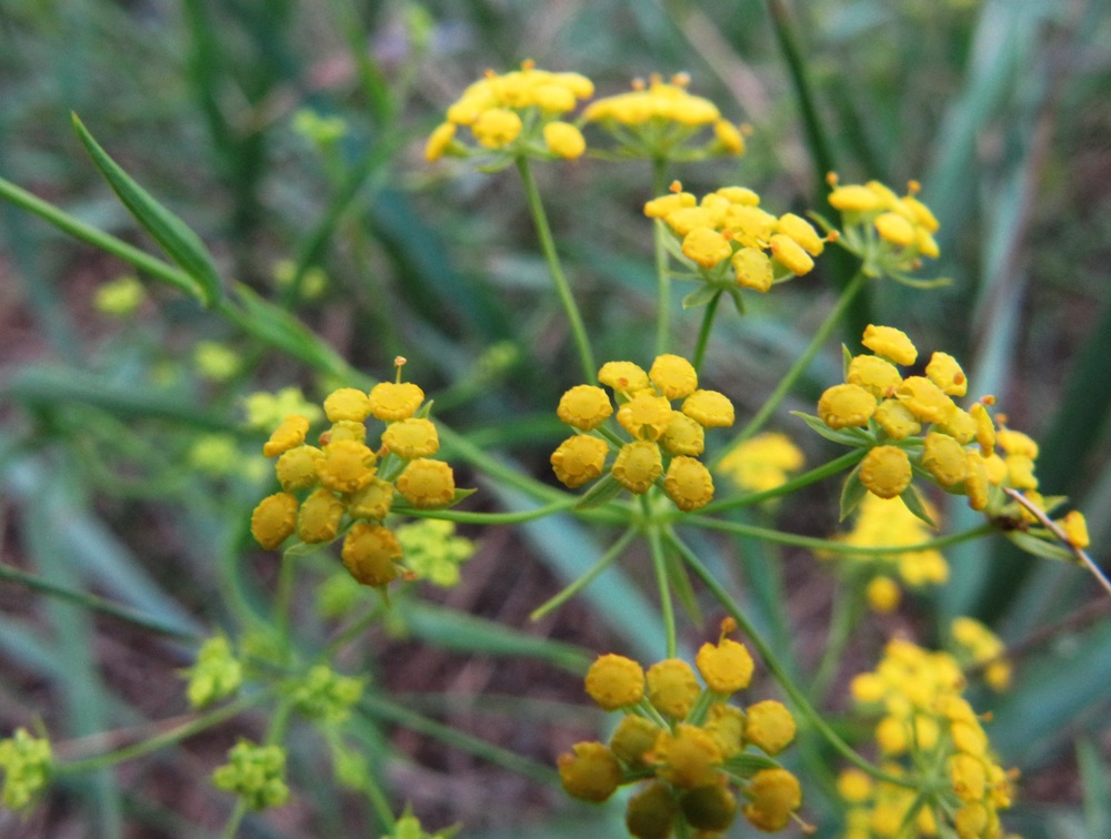 Изображение особи Bupleurum scorzonerifolium.