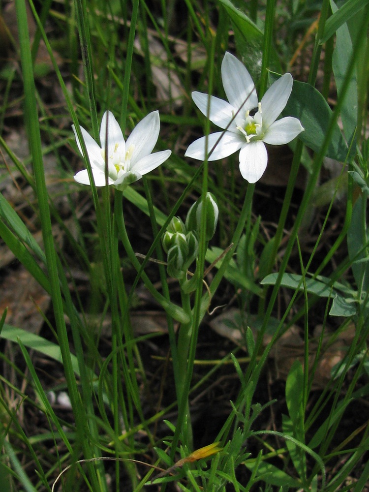 Image of Ornithogalum kochii specimen.