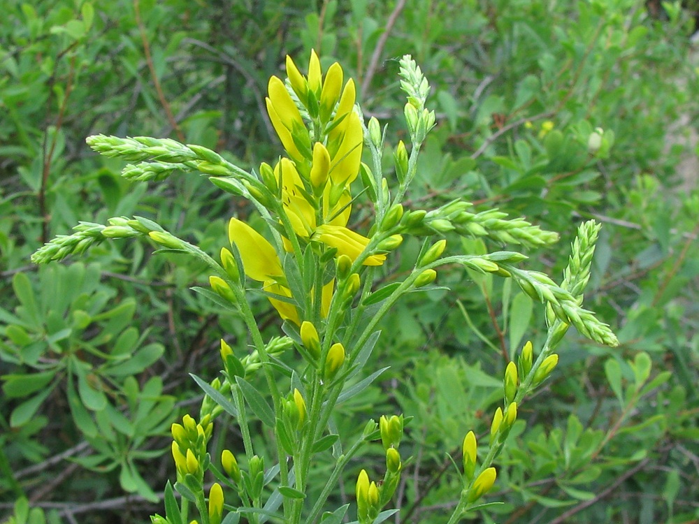 Image of Genista tinctoria specimen.