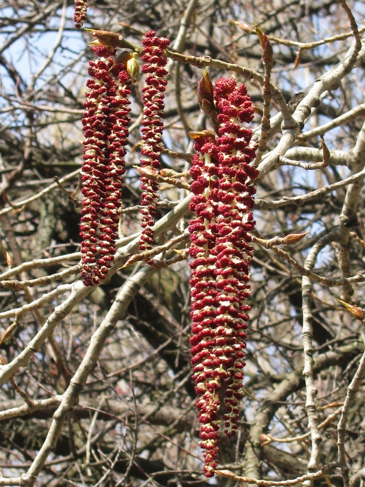 Изображение особи Populus deltoides.