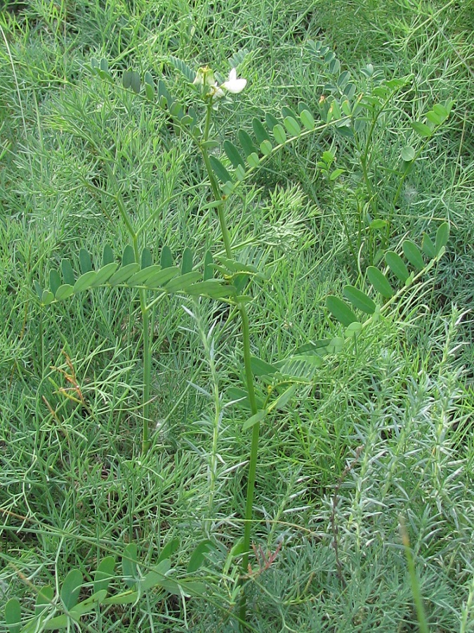 Image of Securigera varia specimen.