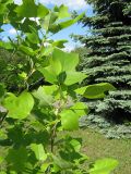 Liriodendron tulipifera. Ветви. Украина, г. Кривой Рог, Ботанический сад НАН Украины. 24.05.2009.