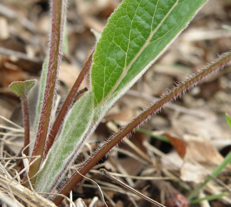 Image of Campanula bononiensis specimen.