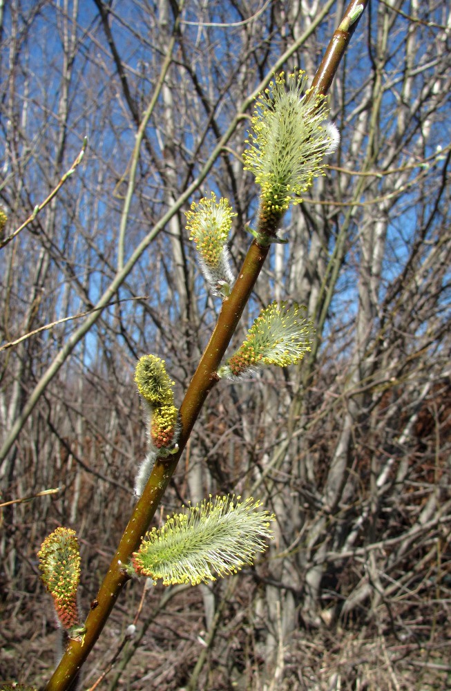 Изображение особи Salix phylicifolia.