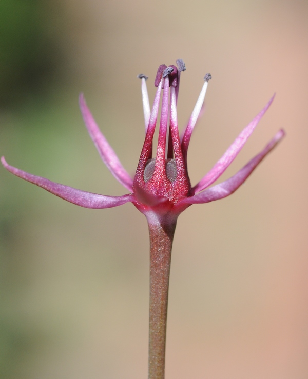 Image of Allium karataviense ssp. henrikii specimen.