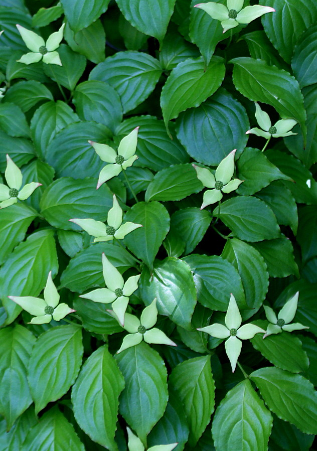 Image of Cynoxylon sinense specimen.