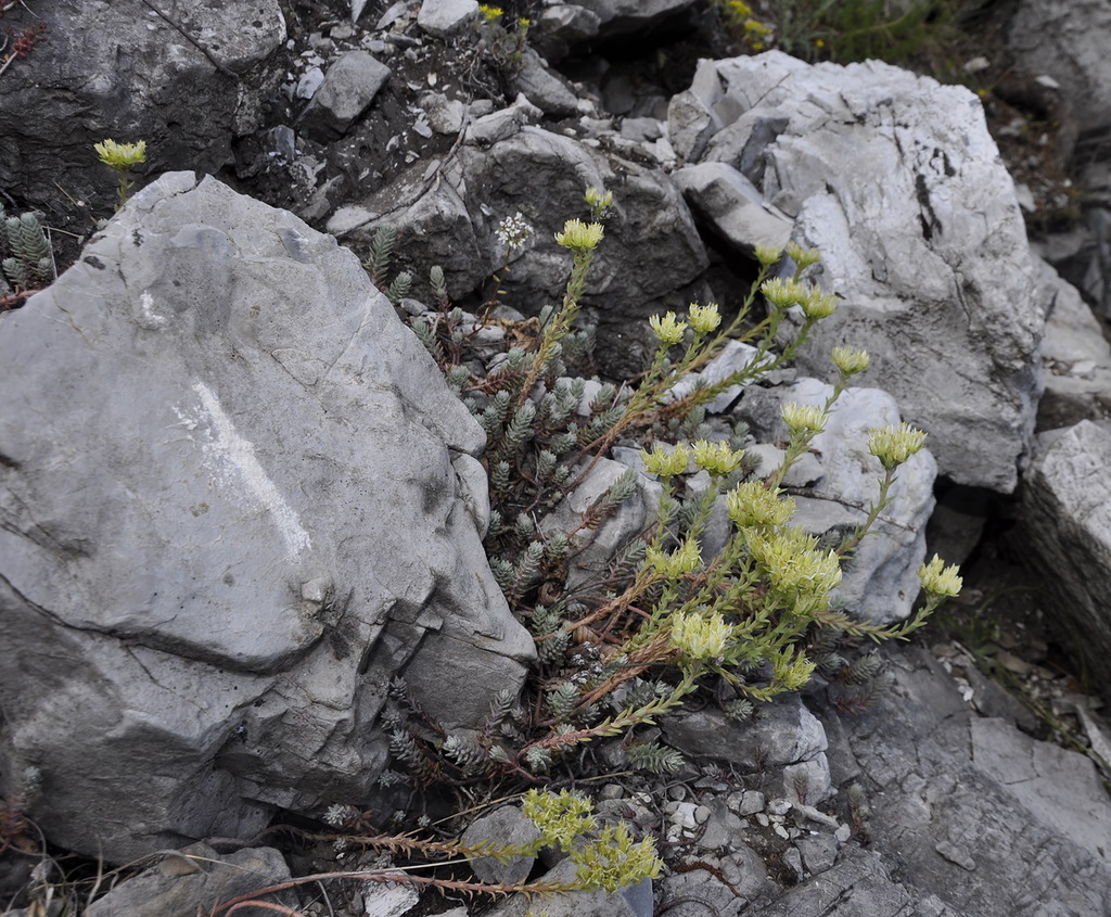 Image of Sedum ochroleucum specimen.