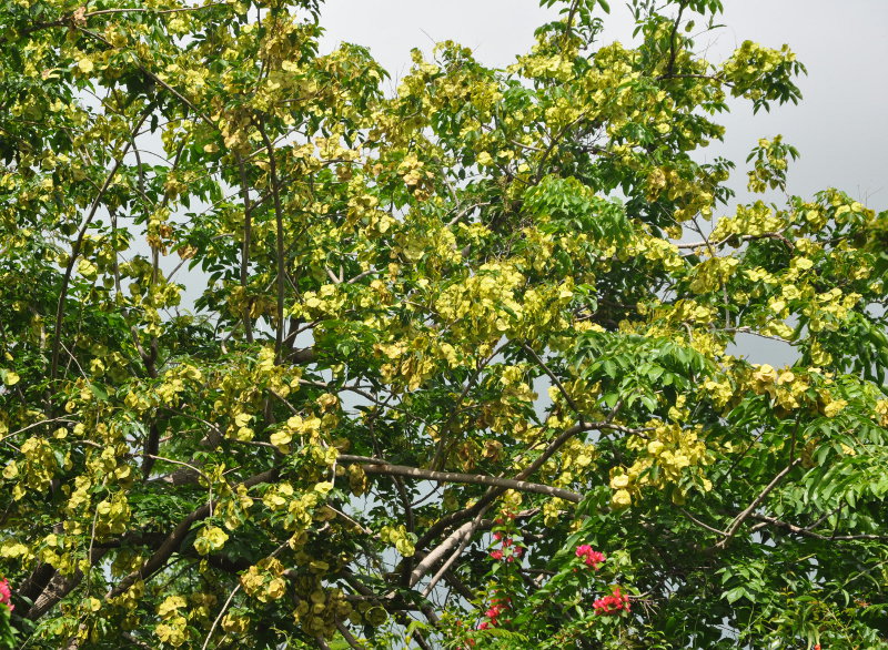 Image of Pterocarpus indicus specimen.