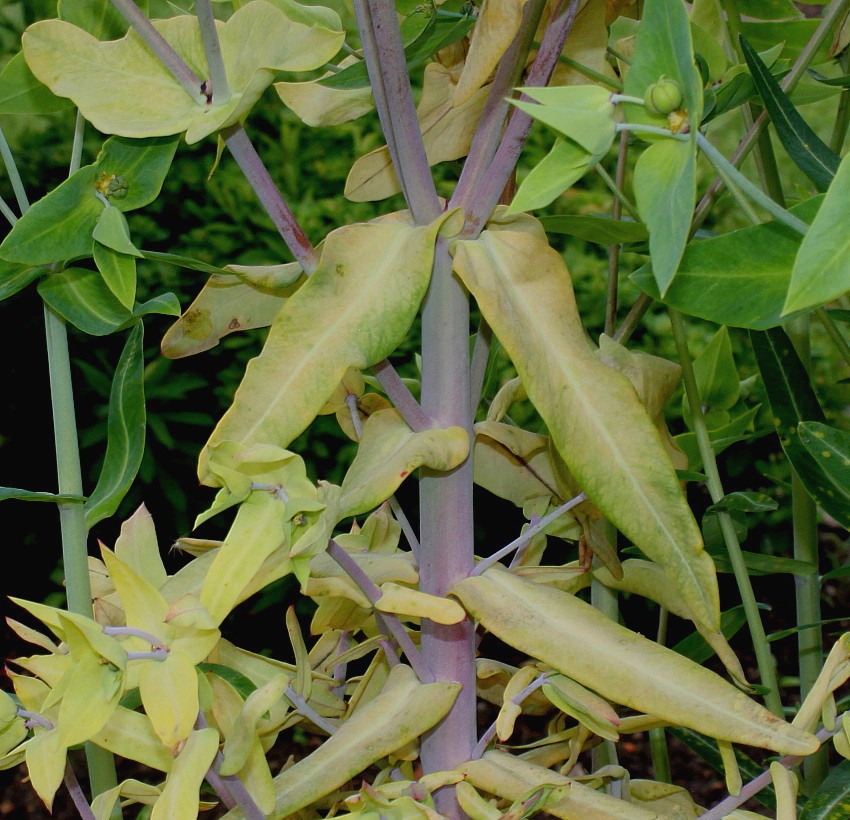 Изображение особи Euphorbia lathyris.