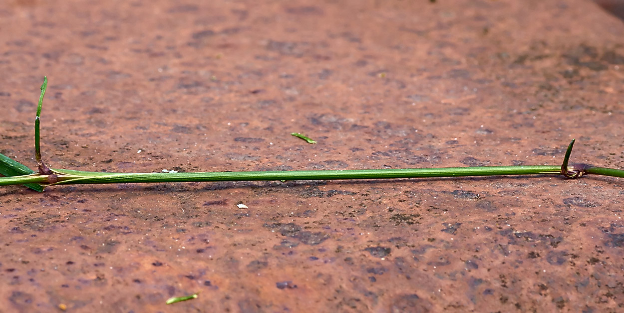 Image of Agrostis stolonifera specimen.