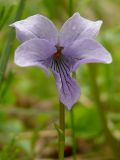 Viola epipsila