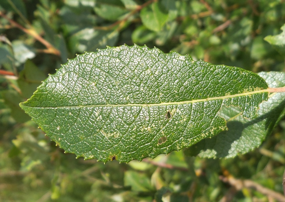 Изображение особи Salix myrsinifolia.