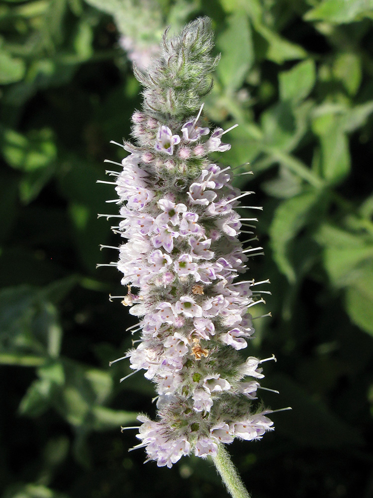 Изображение особи Mentha longifolia.