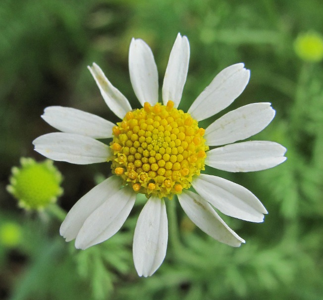 Image of Anthemis cotula specimen.