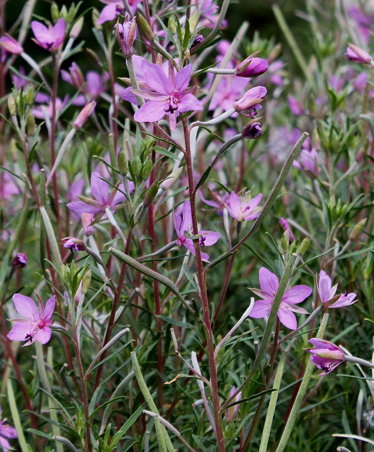 Image of Chamaenerion fleischeri specimen.