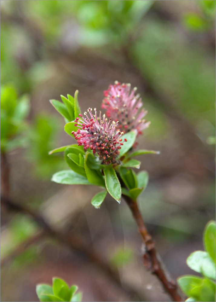 Image of Salix myrsinites specimen.