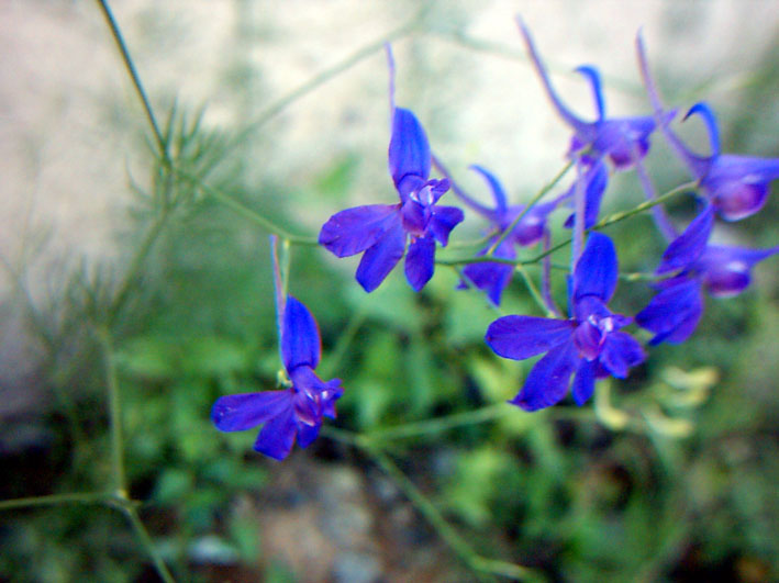 Image of Delphinium consolida specimen.