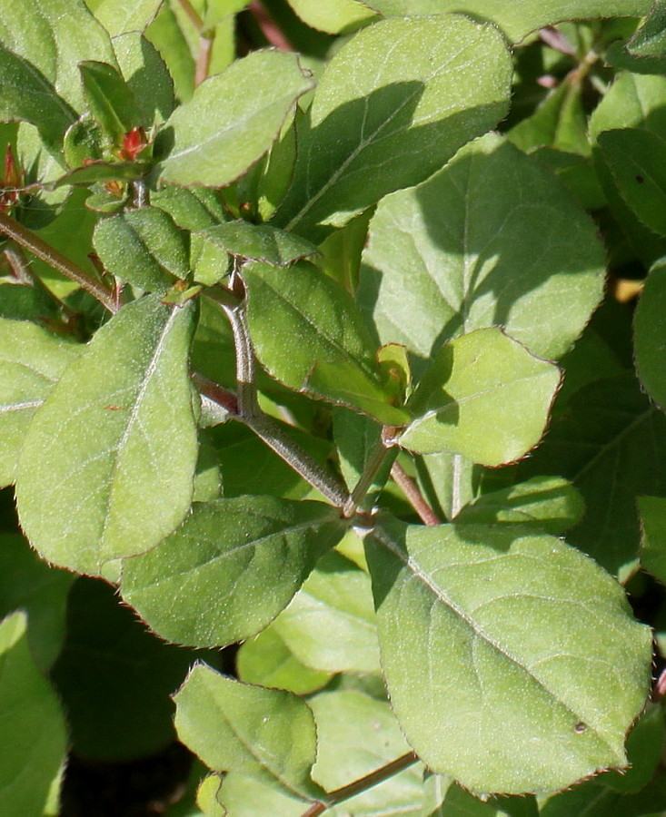 Image of Ceratostigma plumbaginoides specimen.