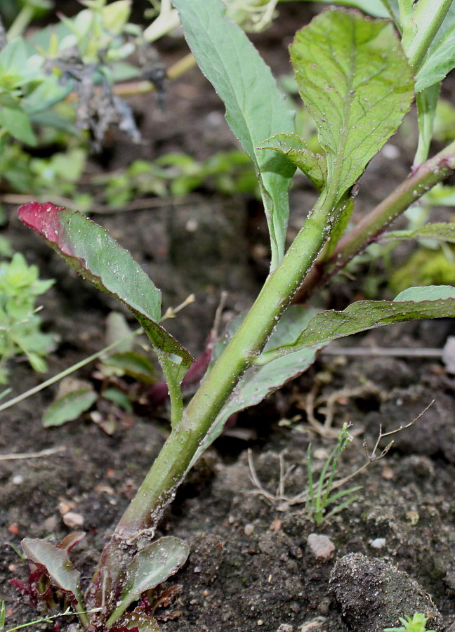 Image of Lobelia cardinalis specimen.