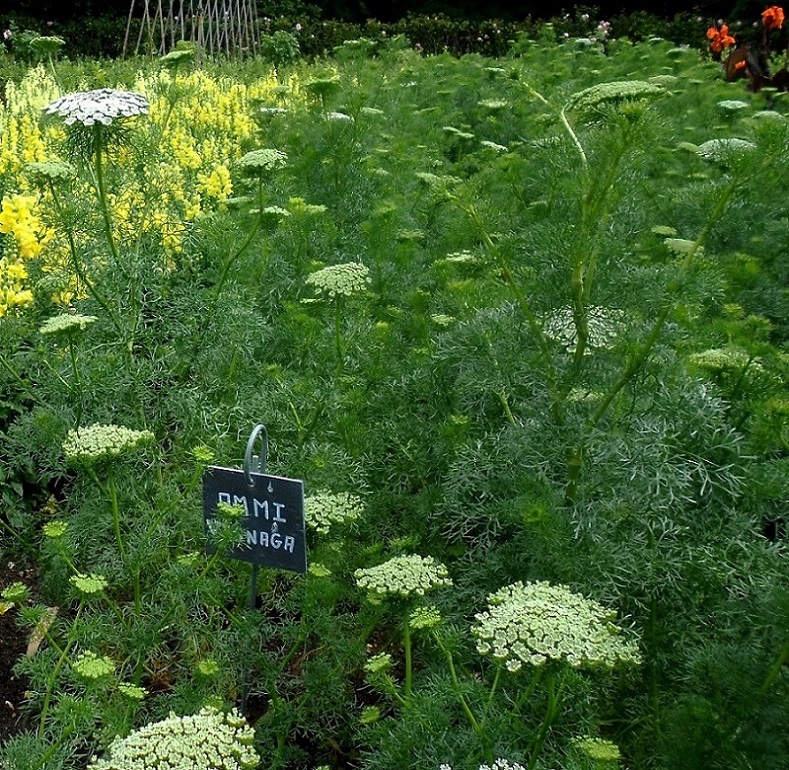 Изображение особи Visnaga daucoides.