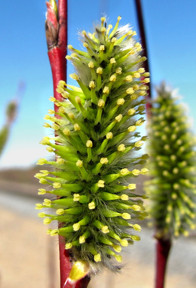 Image of Salix acutifolia specimen.