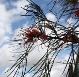 Grevillea longistyla. Веточка цветущего дерева. Израиль, г. Кирьят-Оно, в городском озеленении. 10.03.2014.