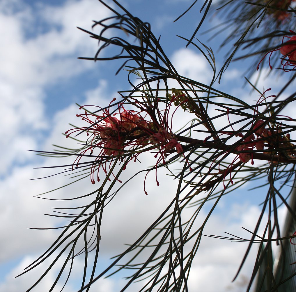 Image of Grevillea longistyla specimen.