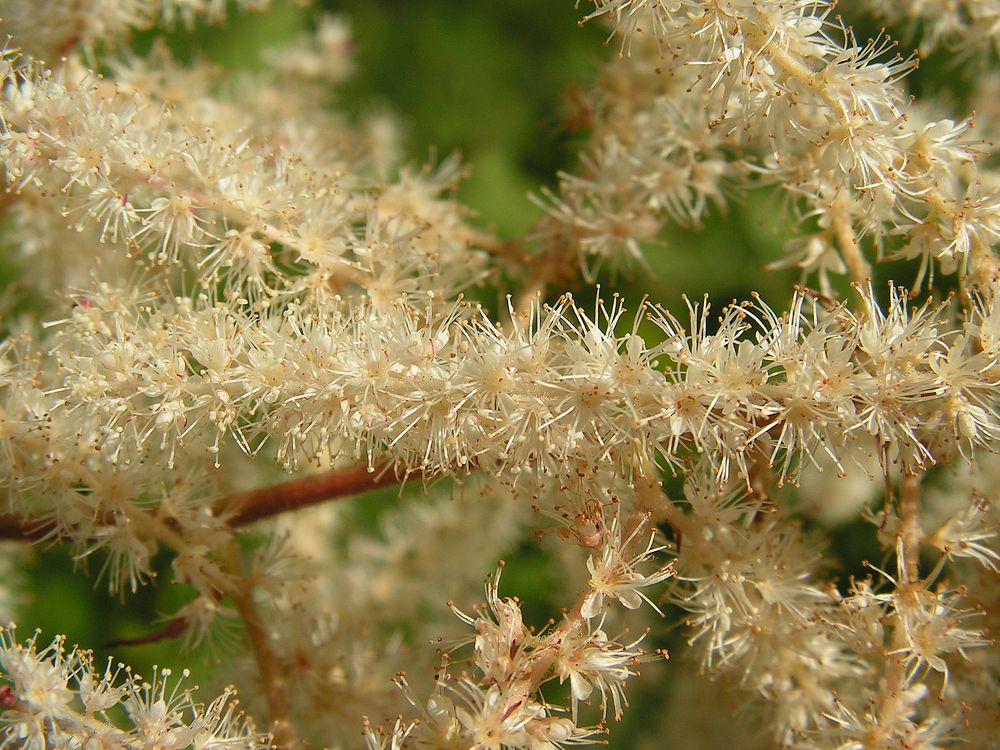 Изображение особи Aruncus dioicus.