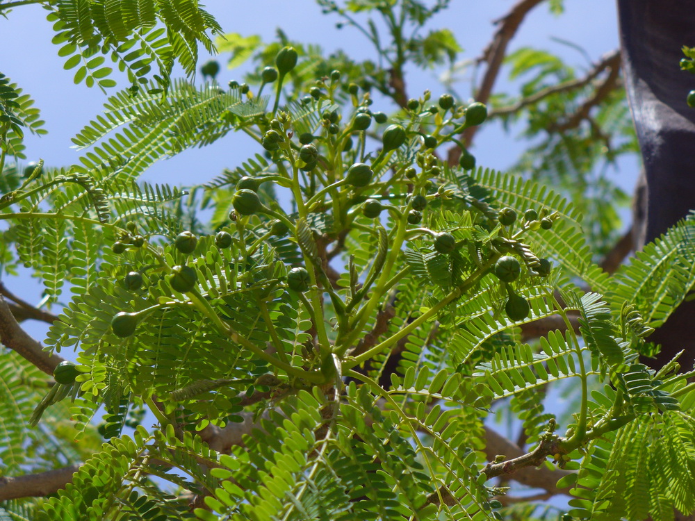 Изображение особи Delonix regia.