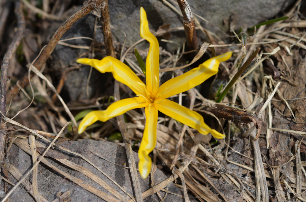 Image of Colchicum luteum specimen.