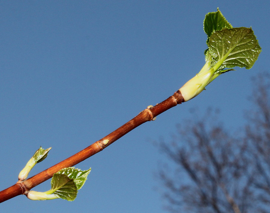 Image of Hydrangea petiolaris specimen.